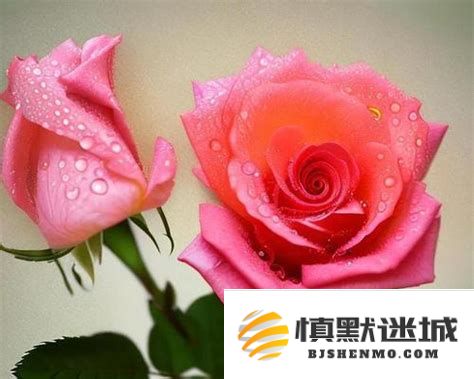 深入解析3194爱情数字背后的神秘象征及其深层意义探讨